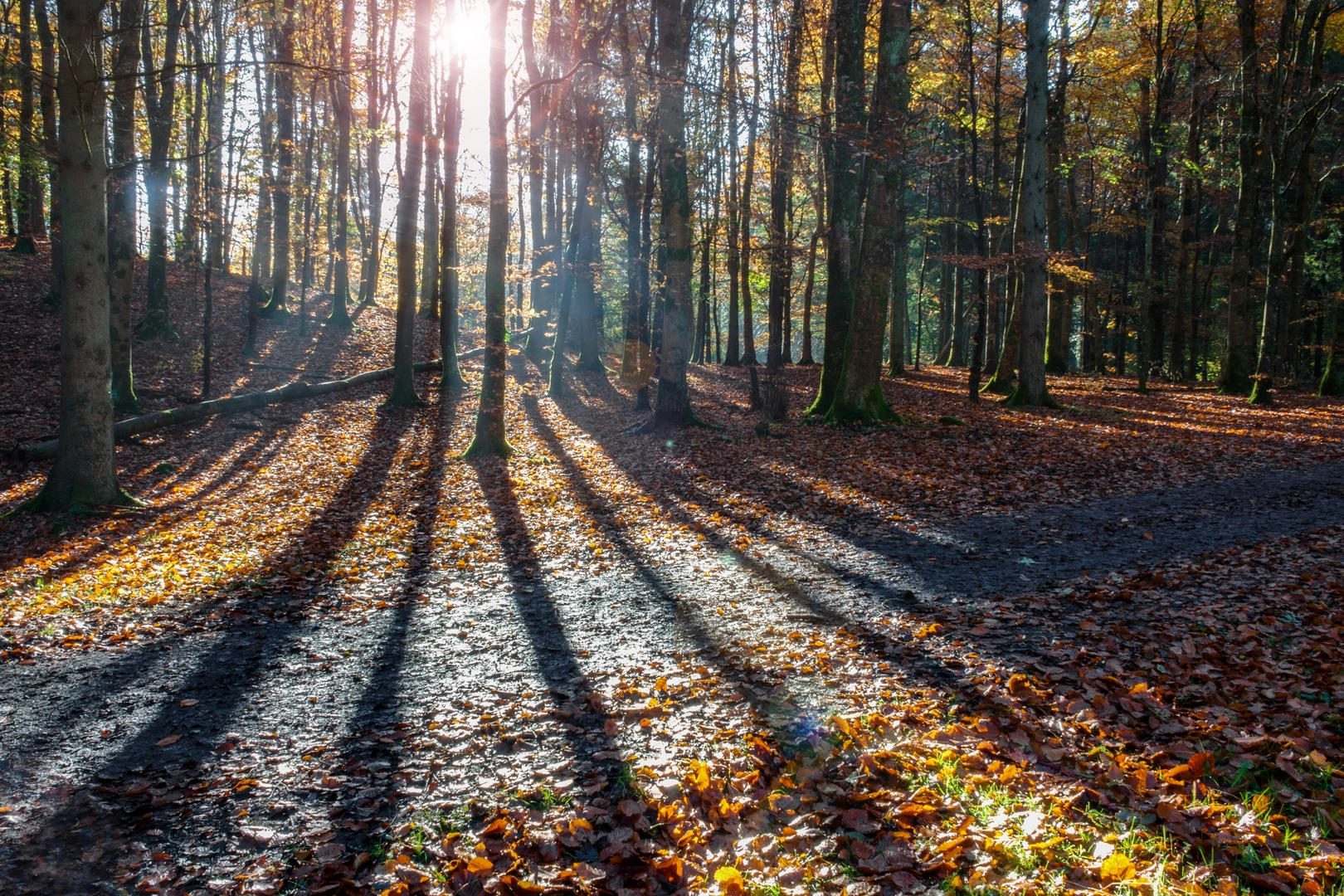 An image depicting the trail Donadea Forest Park - Lake Walk and its surrounding area.