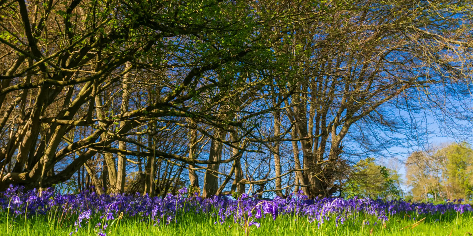 An image depicting the trail Ayot St Lawrence to Ayot St Peter Circular and its surrounding area.