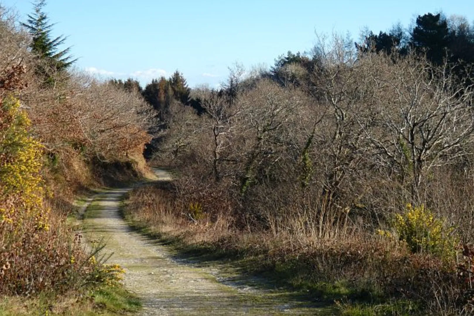 An image depicting the trail Lord's Wood Short Loop - Sheepscombe and its surrounding area.