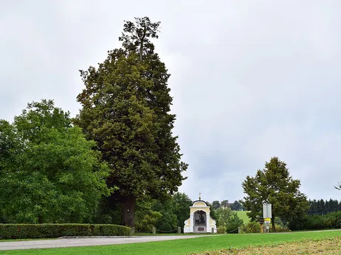 St Agatha Ruins Trail