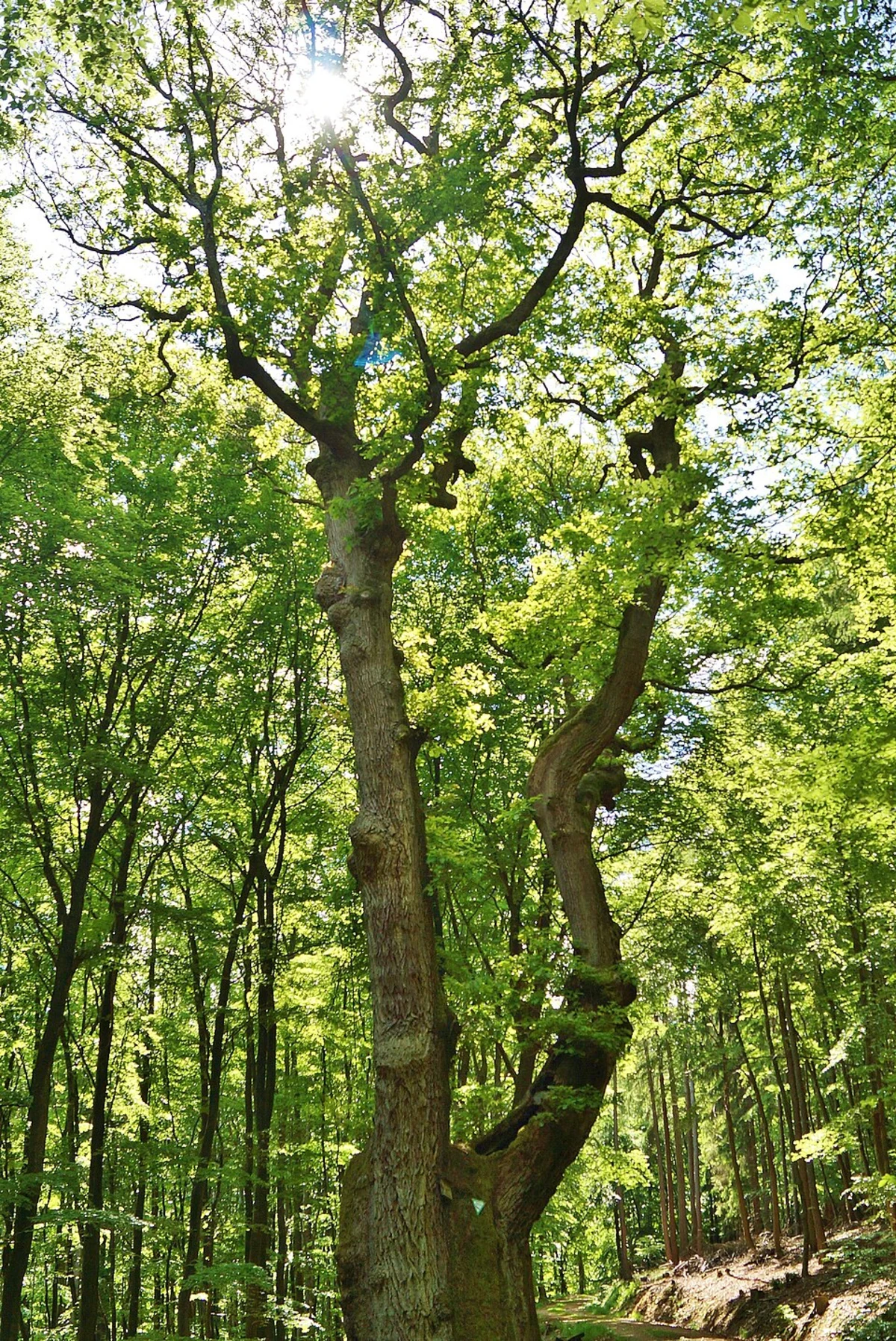 Theisstal Keiler Loop