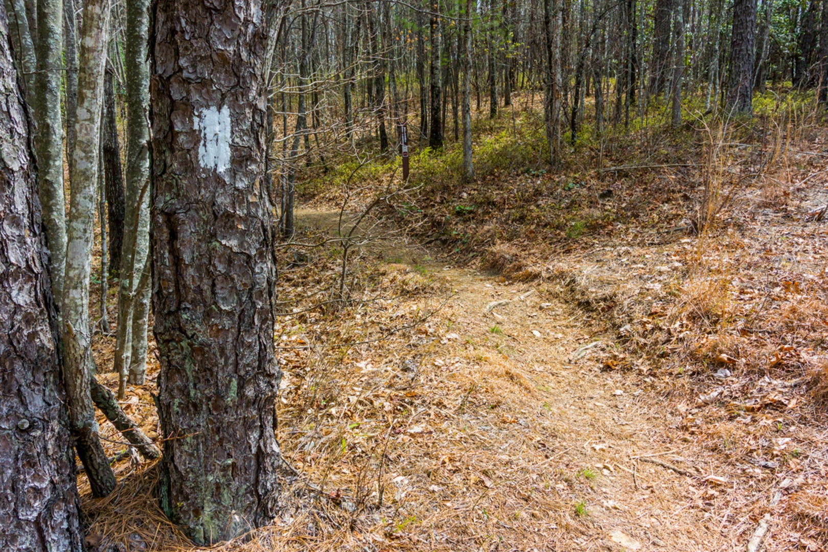 An image depicting the trail Hidden Falls Trail and its surrounding area.