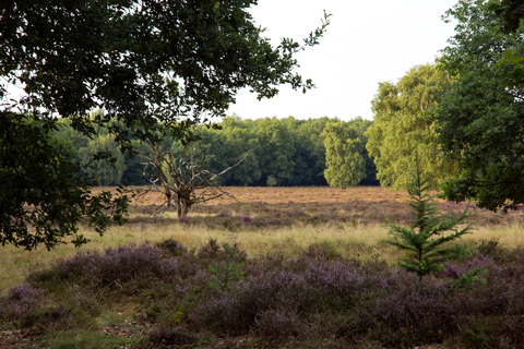 Moosbeekweg, Tiethofweg and Rossumermedenweg Loop