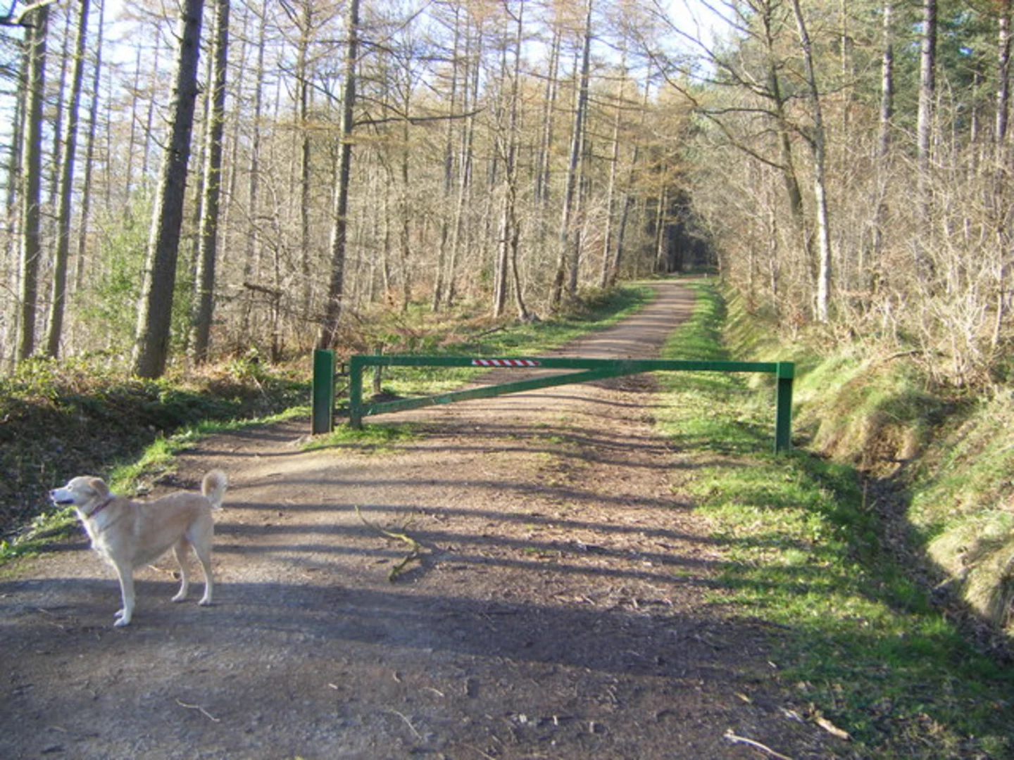 An image depicting the trail Chopwell Wood Short Loop and its surrounding area.