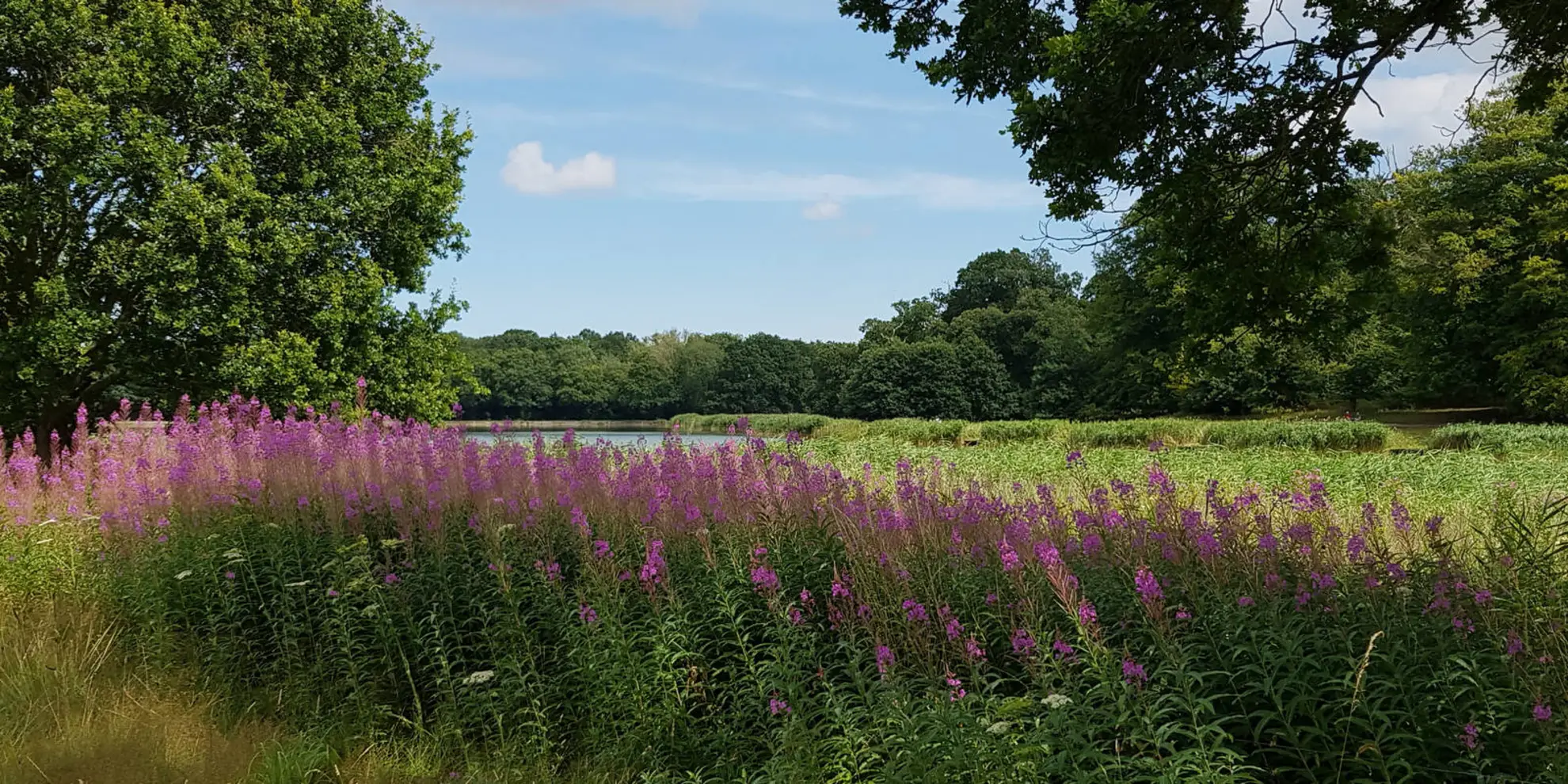 An image depicting the trail Blickling Hall Walk and its surrounding area.