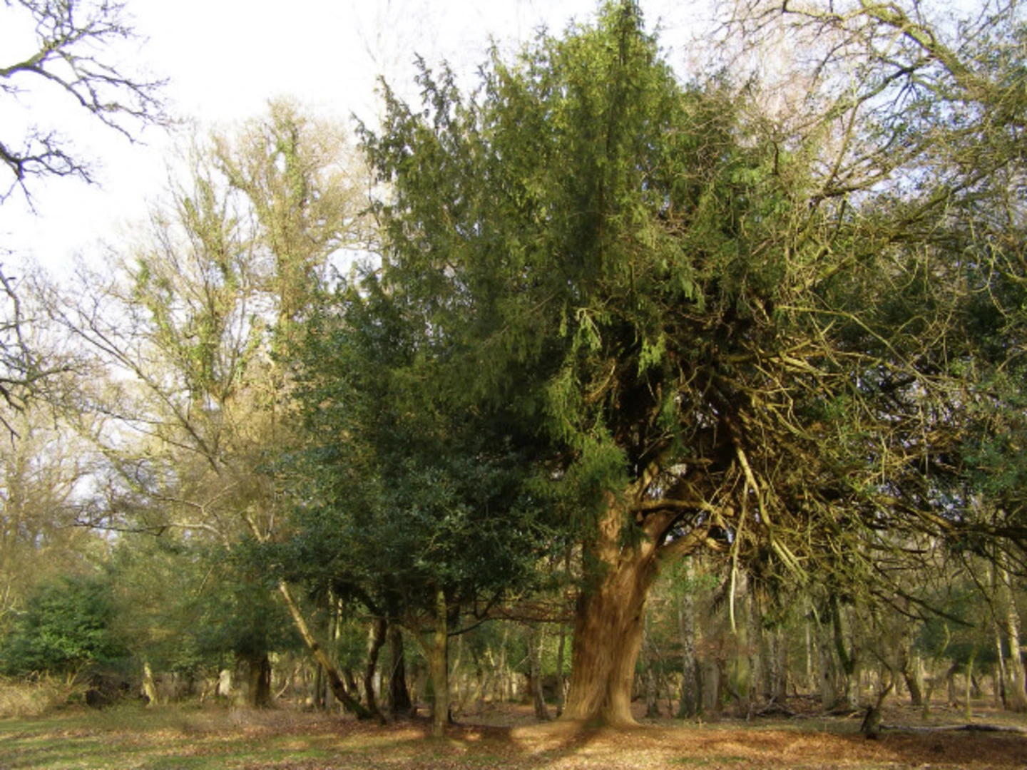 An image depicting the trail Ashurst Wood and its surrounding area.