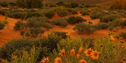 An image depicting the trail Upper Muley Twist Trail and its surrounding area.