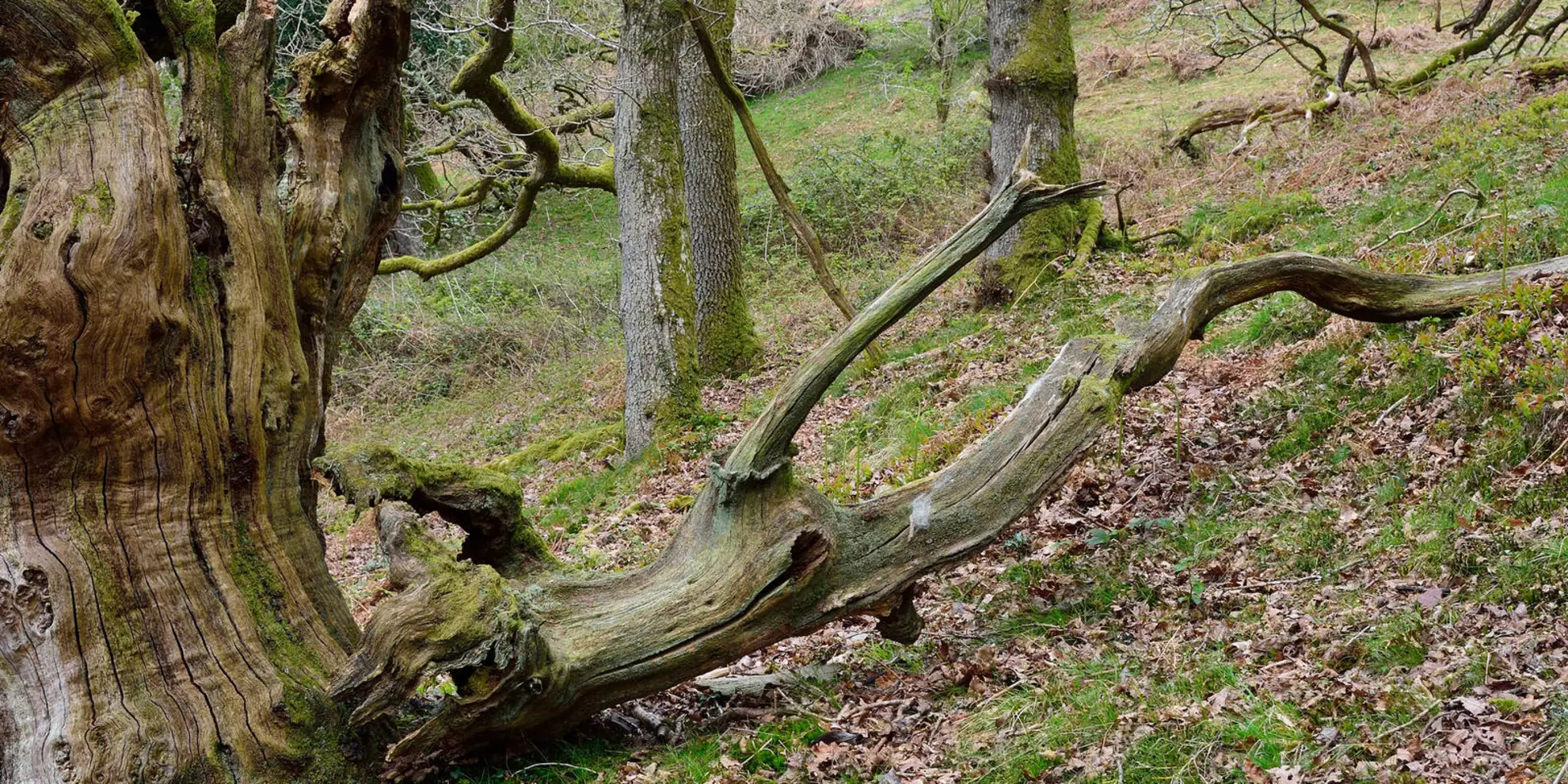An image depicting the trail Dowsborough Fort from Holford and its surrounding area.