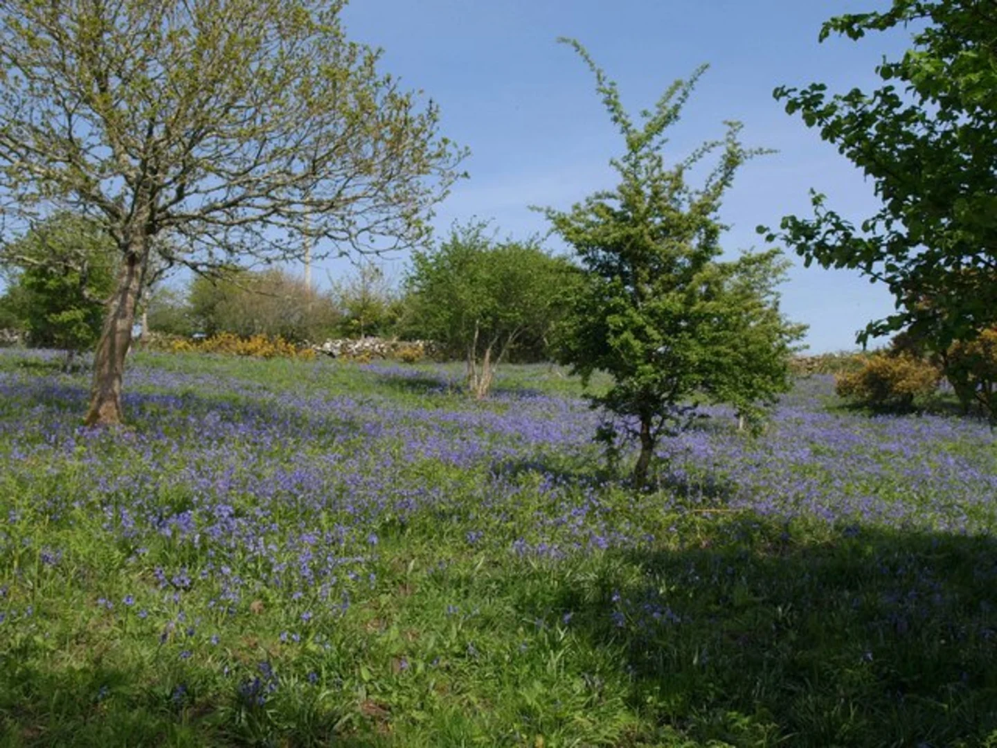 An image depicting the trail South Brent, Shipley Bridge and Lutton Loop via Avon Dam Reservoir and its surrounding area.