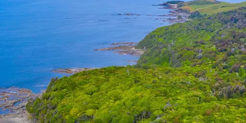 An image depicting the trail Papatowai Walk - Old Coach Road and its surrounding area.