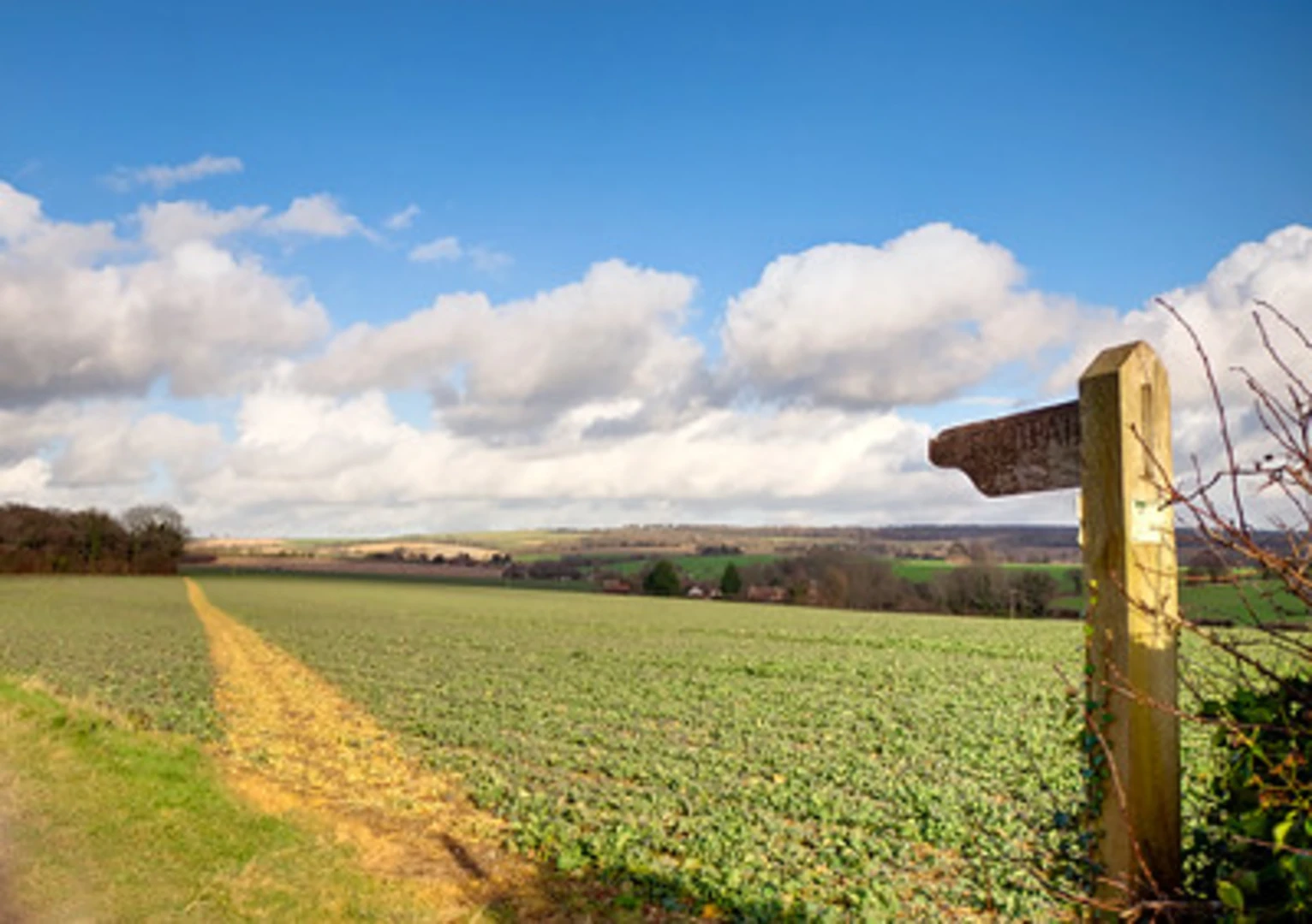 An image depicting the trail Windmill Down and Chidden Holt Loop and its surrounding area.