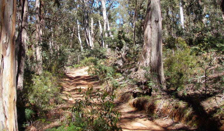 An image depicting the trail Abercrombie River National Park and its surrounding area.
