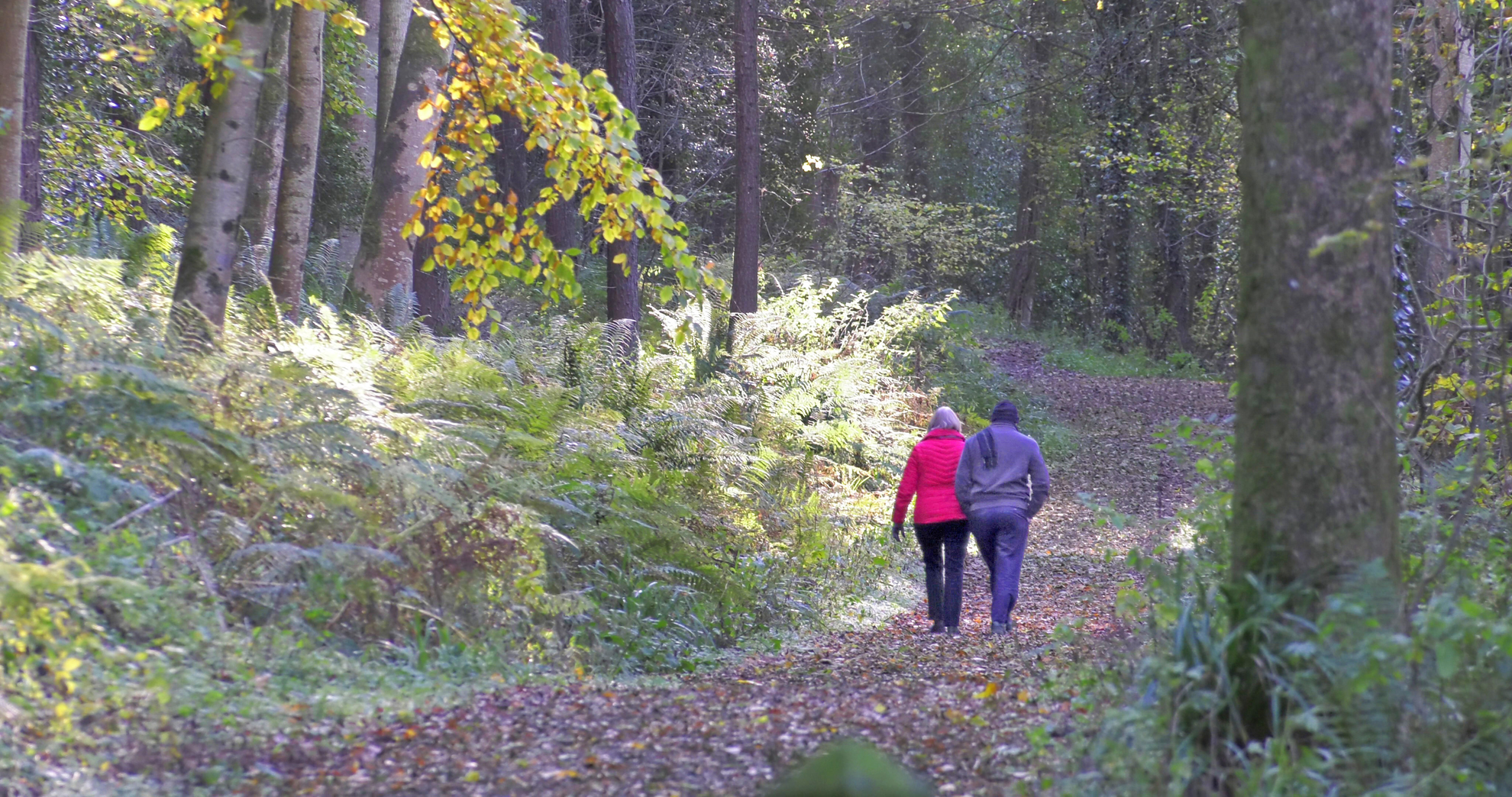 An image depicting the trail Glenarm Forest and its surrounding area.