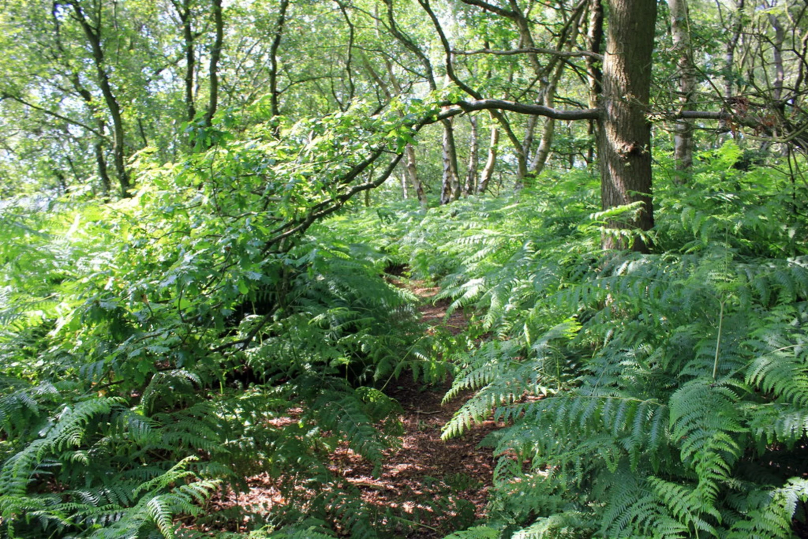 An image depicting the trail Helsby to Frodsham Loop and its surrounding area.