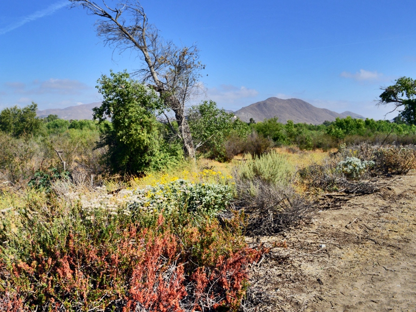 An image depicting the trail Santa Ana River Trail and its surrounding area.