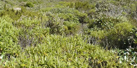 An image depicting the trail Tahurangi Translator Tower Round Trip and its surrounding area.