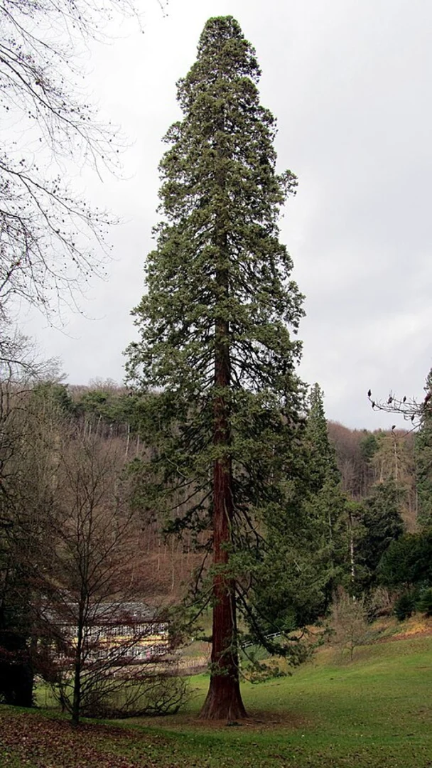 An image depicting the trail Schwanenteich and Fuerstenlager via Alemannenweg and Camino Incluso and its surrounding area.