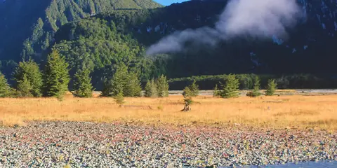 An image depicting the trail Sugarloaf - Rockburn Track and its surrounding area.