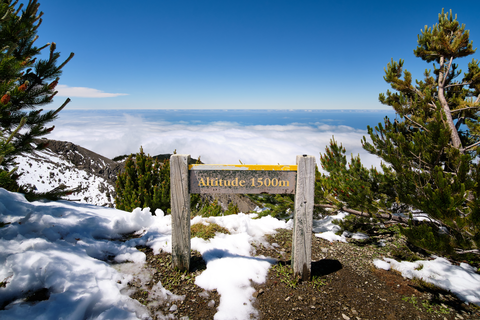 Mount Fyffe Forest Walk