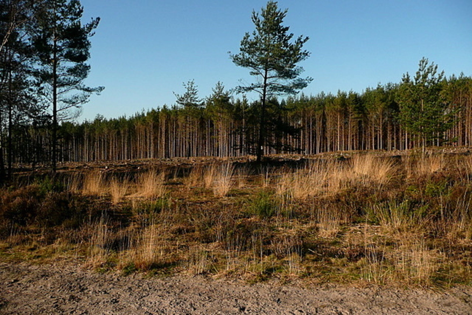 An image depicting the trail Ludshott Common Walk and its surrounding area.