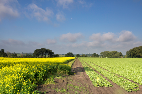 Brabantse Walpad Loop