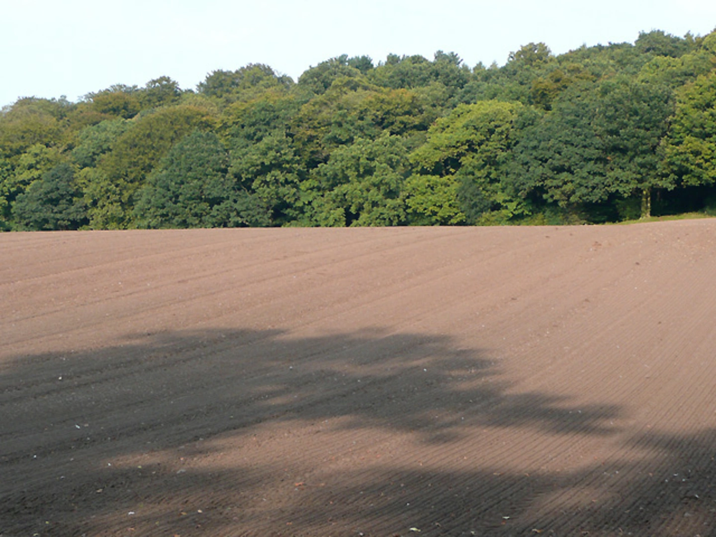 An image depicting the trail Lawns Wood and Ridgehill Wood Loop and its surrounding area.