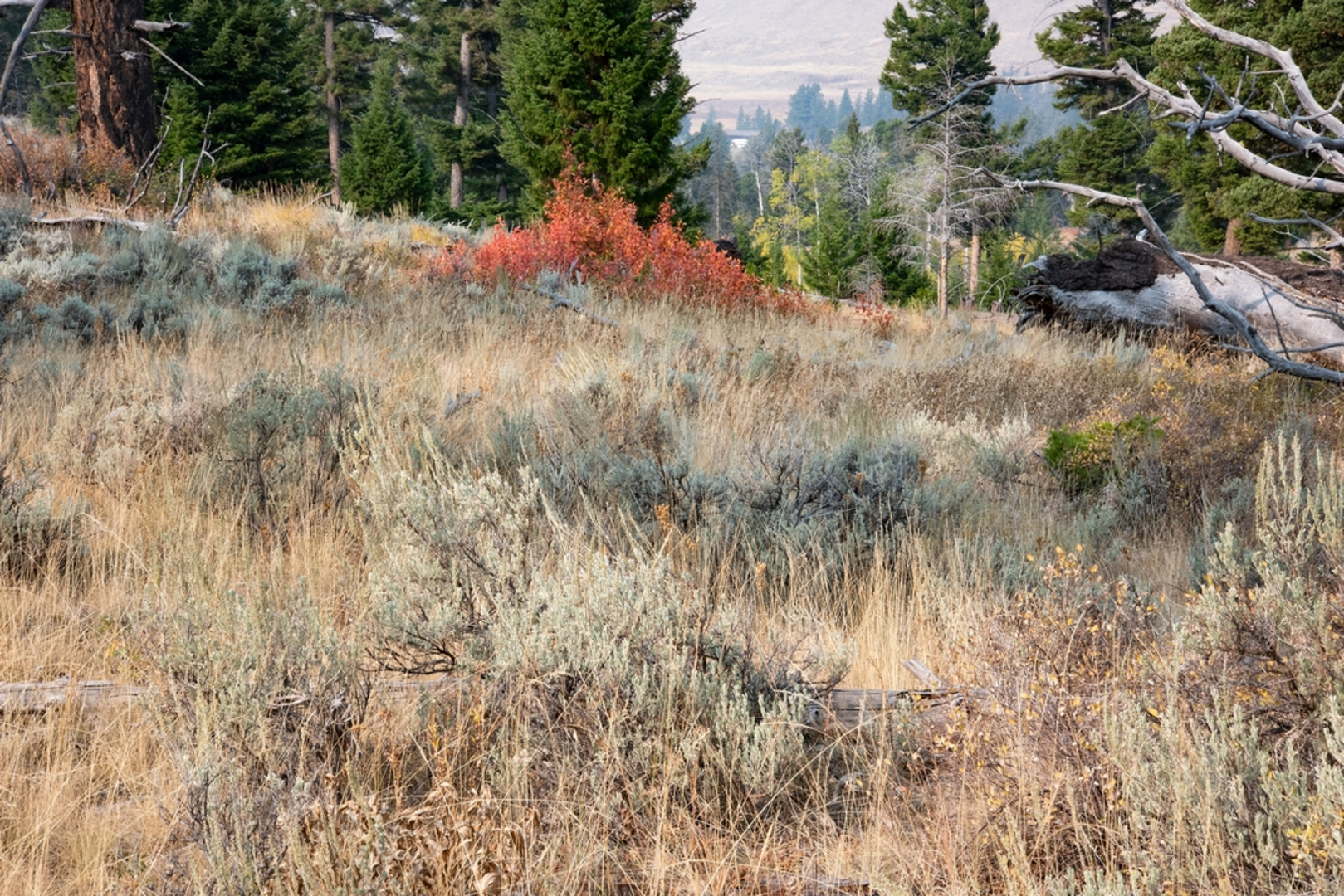 An image depicting the trail Bliss Pass via Slough Creek Trail and its surrounding area.