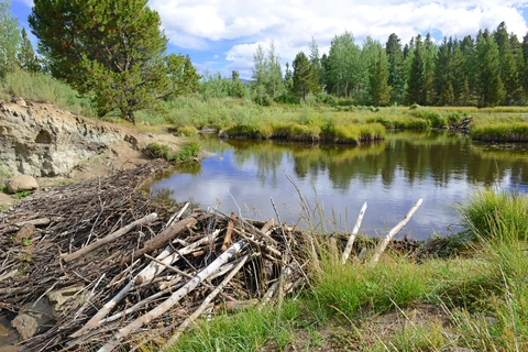 An image depicting the trail Gilley Lake Trail and its surrounding area.