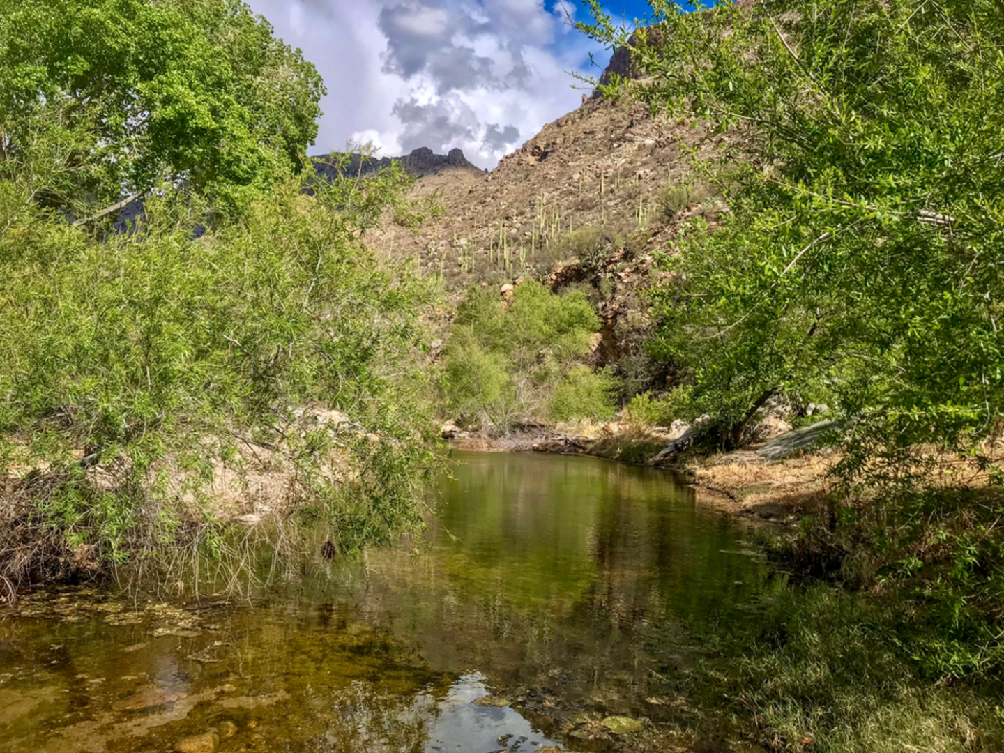 An image depicting the trail Sabino Lake Loop Trail and its surrounding area.