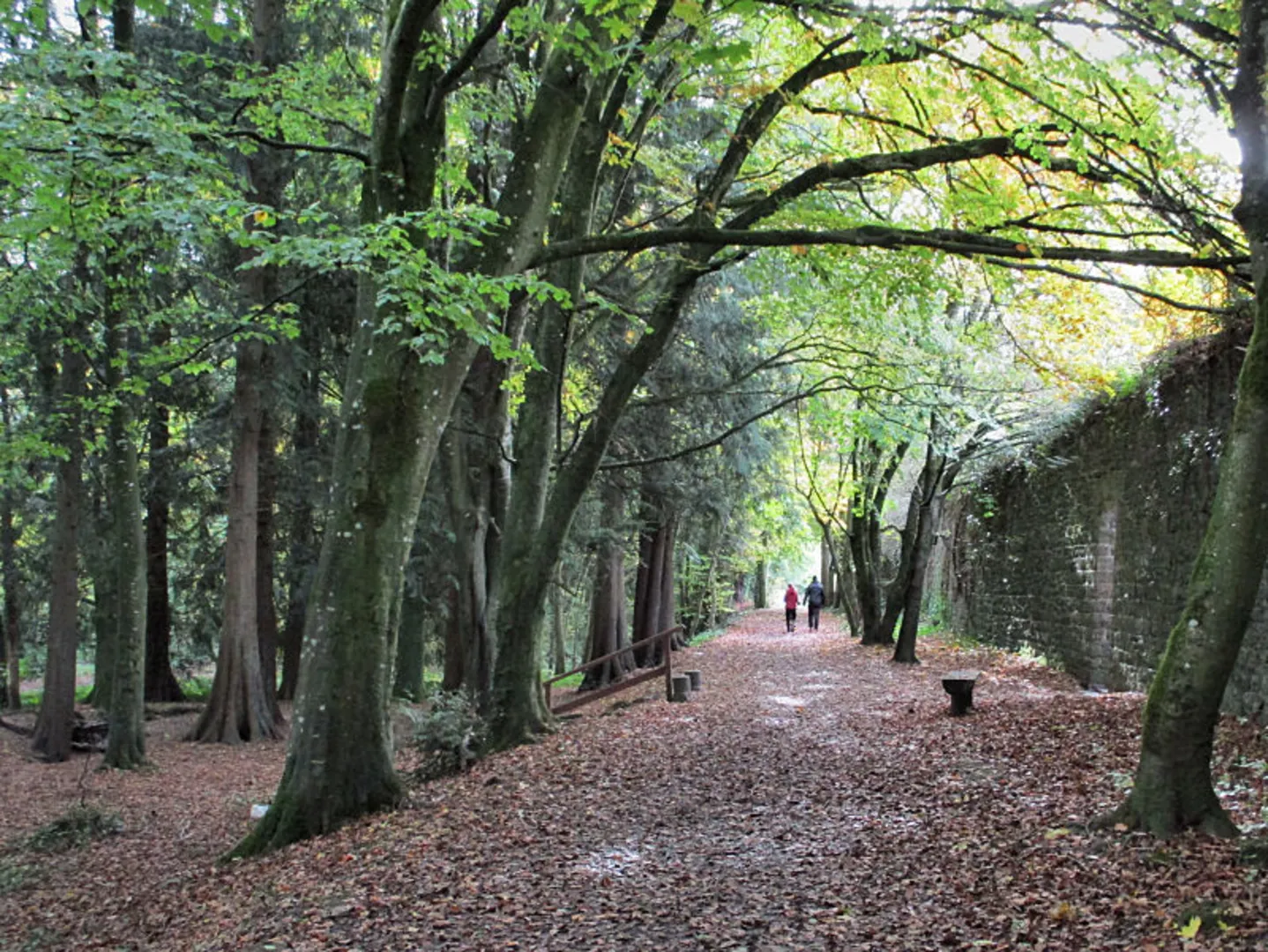 An image depicting the trail Jenkinstown Wood - Jenkinstown Wood Loop and its surrounding area.