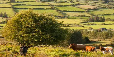 An image depicting the trail Limerick Greenway and its surrounding area.