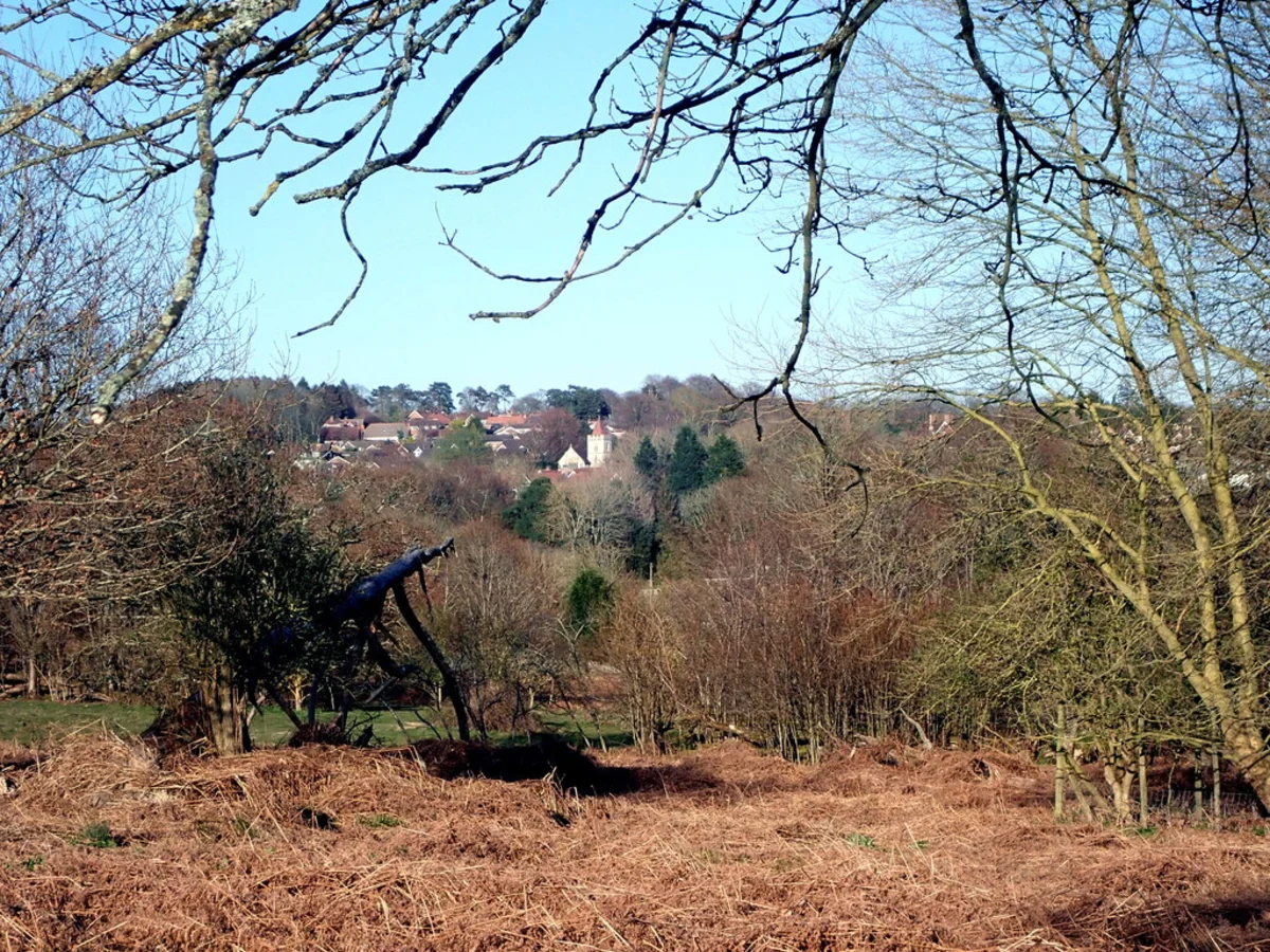 Buxted Park deer Park and Views Wood