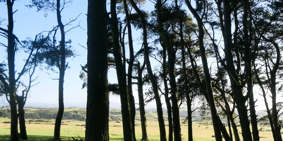 Kilanerin - Curragh Woods Loop