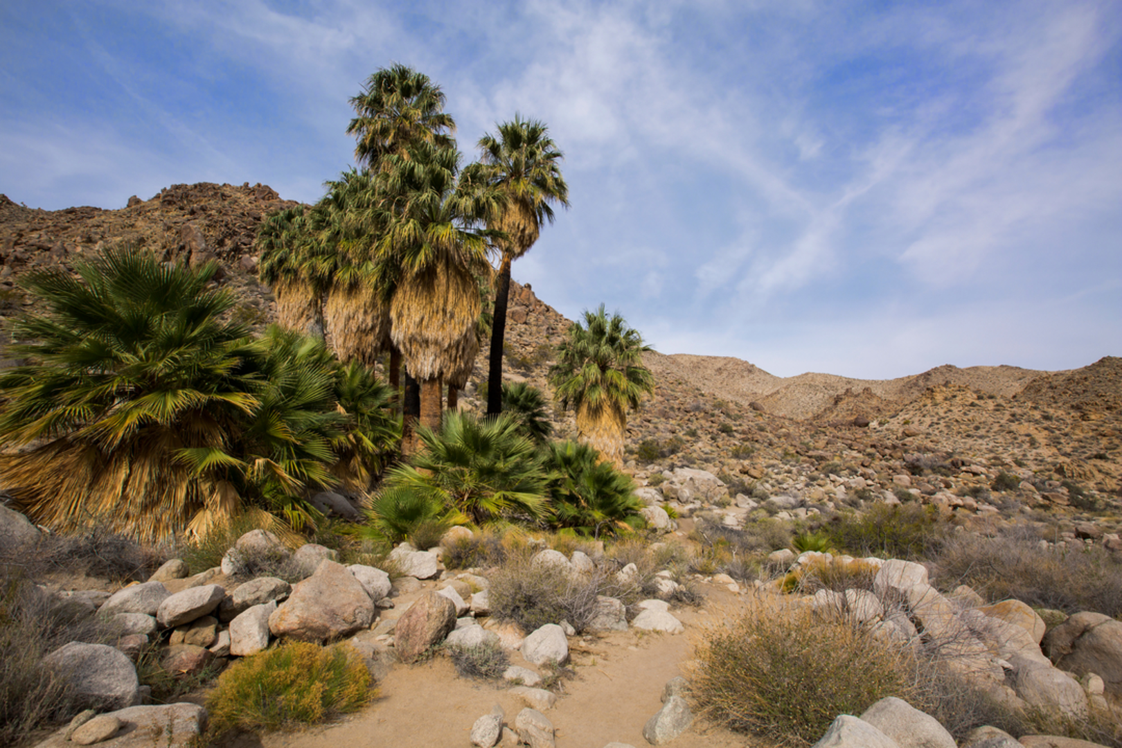 An image depicting the trail Fortynine Palms Oasis Trail and its surrounding area.