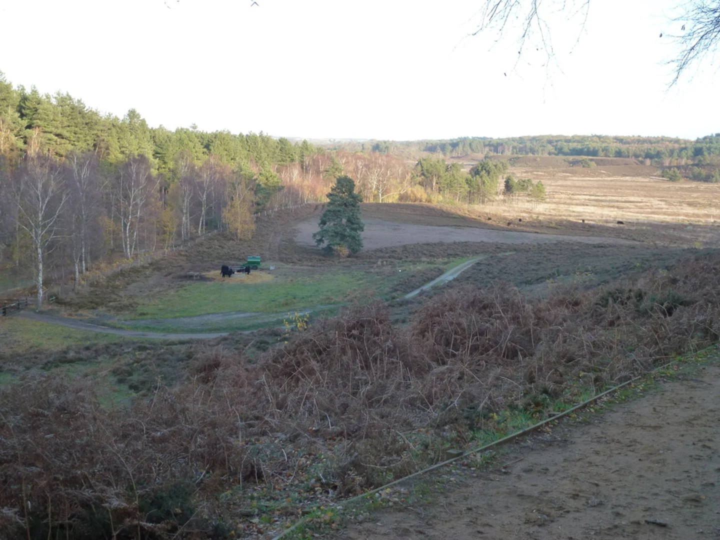 An image depicting the trail Dersingham Bogs Footpath and Clifftop Dersingham Bogs Loop and its surrounding area.