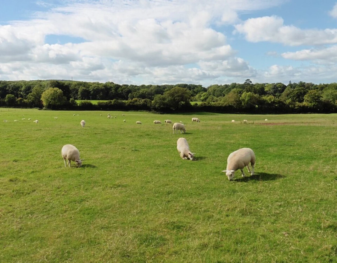 An image depicting the trail Bampton to Greenham Walk and its surrounding area.