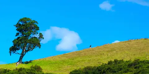 An image depicting the trail Urupukapuka Island Walk and its surrounding area.