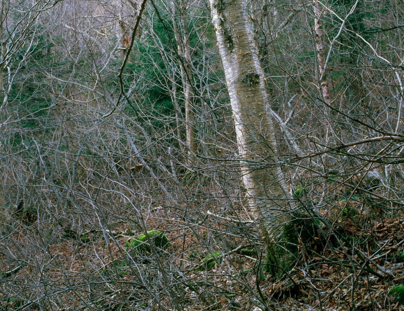 An image depicting the trail West Royce Mountain via Burnt Mill Brook Trail and its surrounding area.