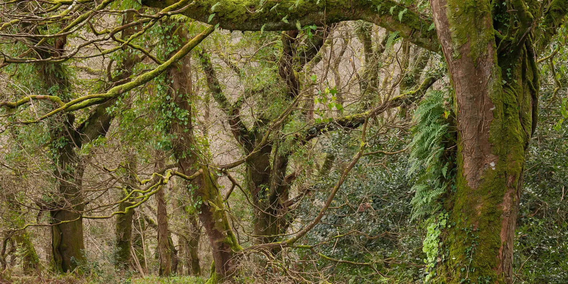 An image depicting the trail Buck's Mills and Peppercombe Castle Walk and its surrounding area.
