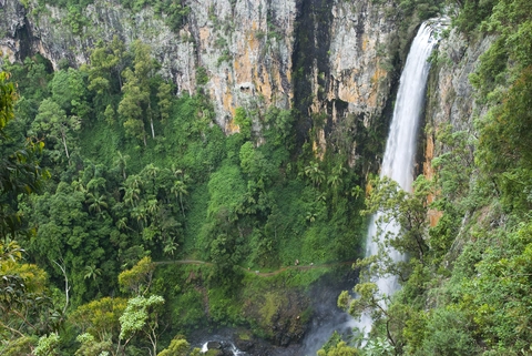 An image depicting the trail Purling Brook Falls Circuit Track and its surrounding area.