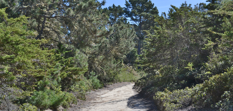 S F B Morse Botanical Reserve Loop