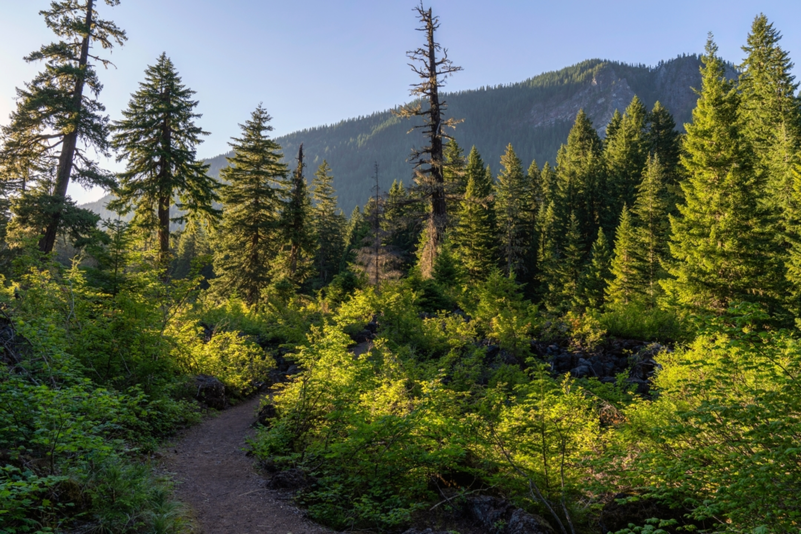 An image depicting the trail Proxy Falls Loop Trail and its surrounding area.