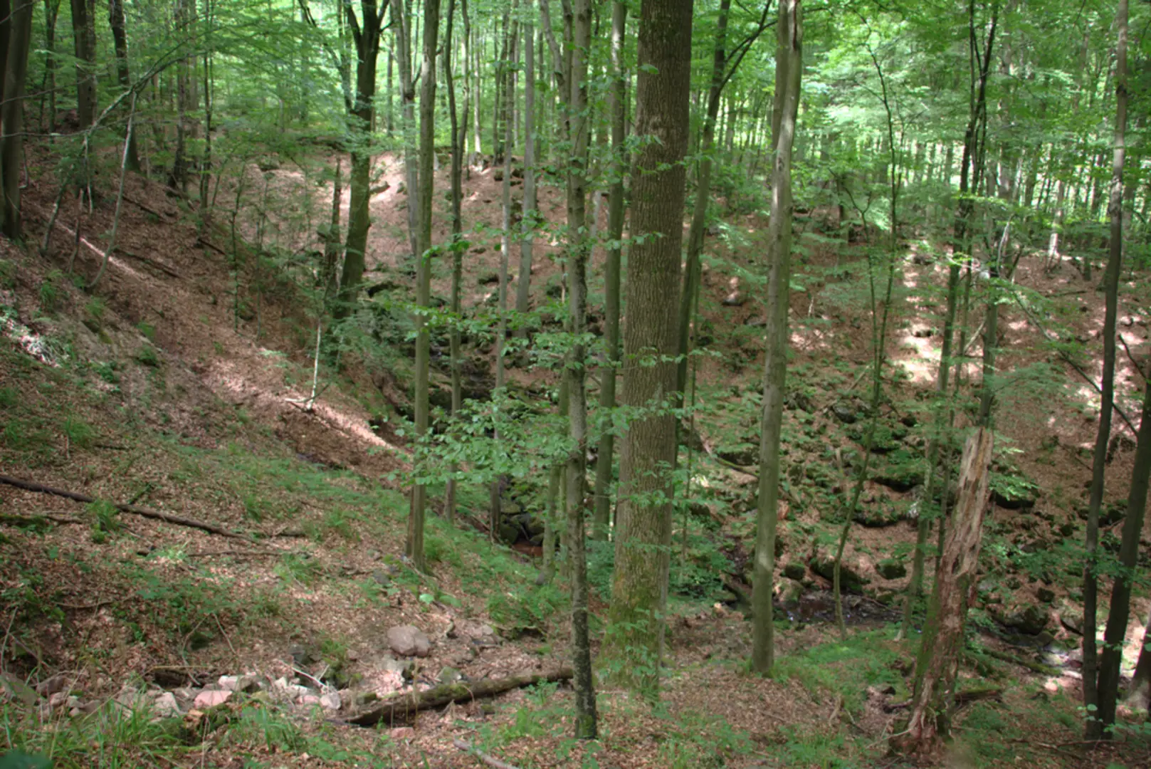 An image depicting the trail Zobes Loop and its surrounding area.