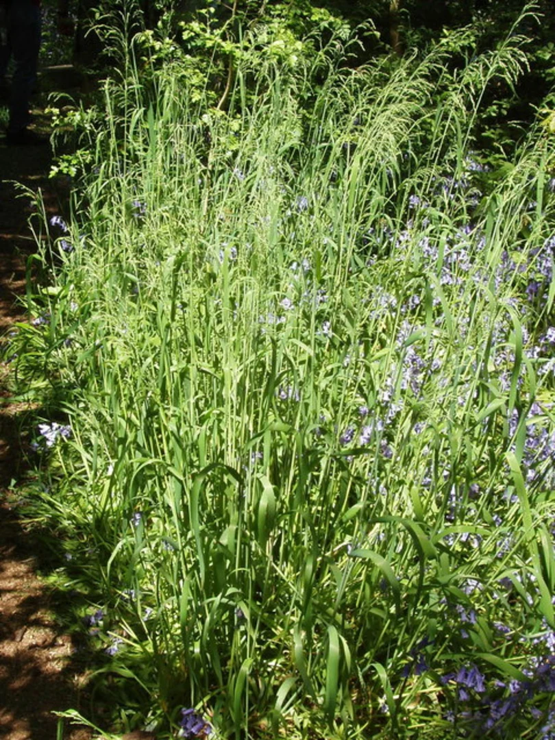 An image depicting the trail Hayes to Paddington Walk and its surrounding area.