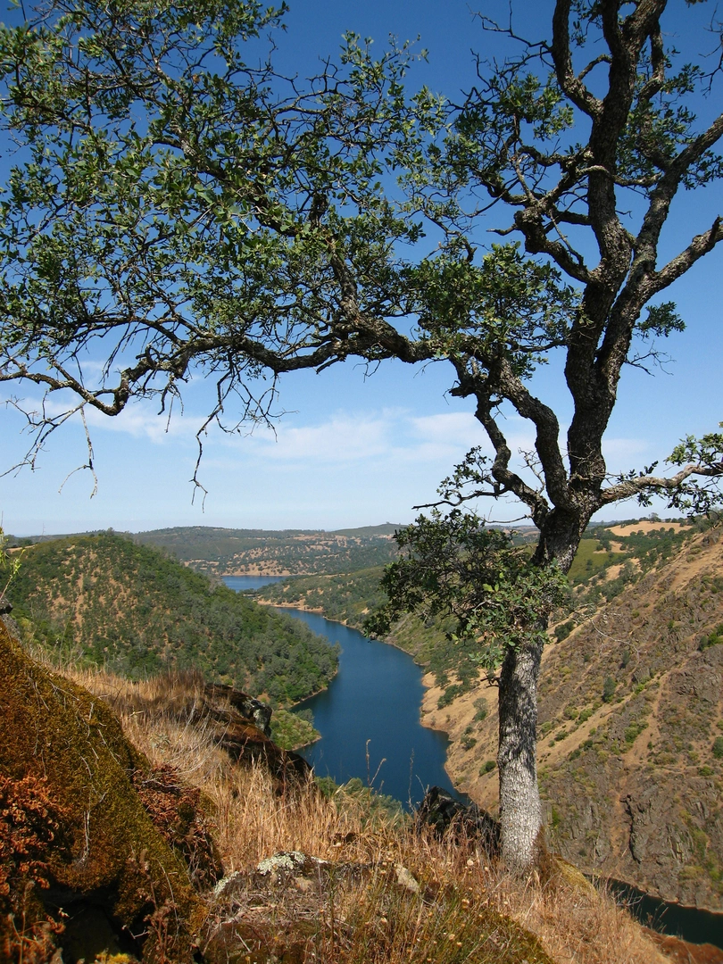 An image depicting the trail Mokelumne River from Gwin Mine Road and its surrounding area.
