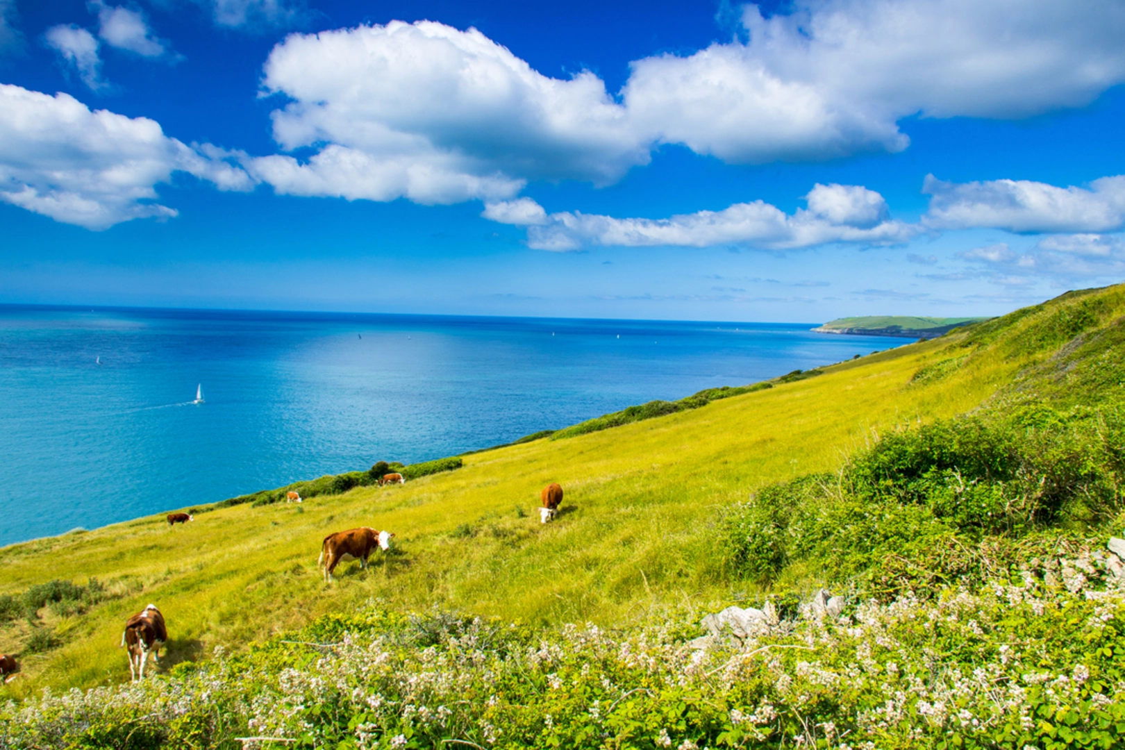 An image depicting the trail Durlston Country Park's Clifftop Trail and its surrounding area.