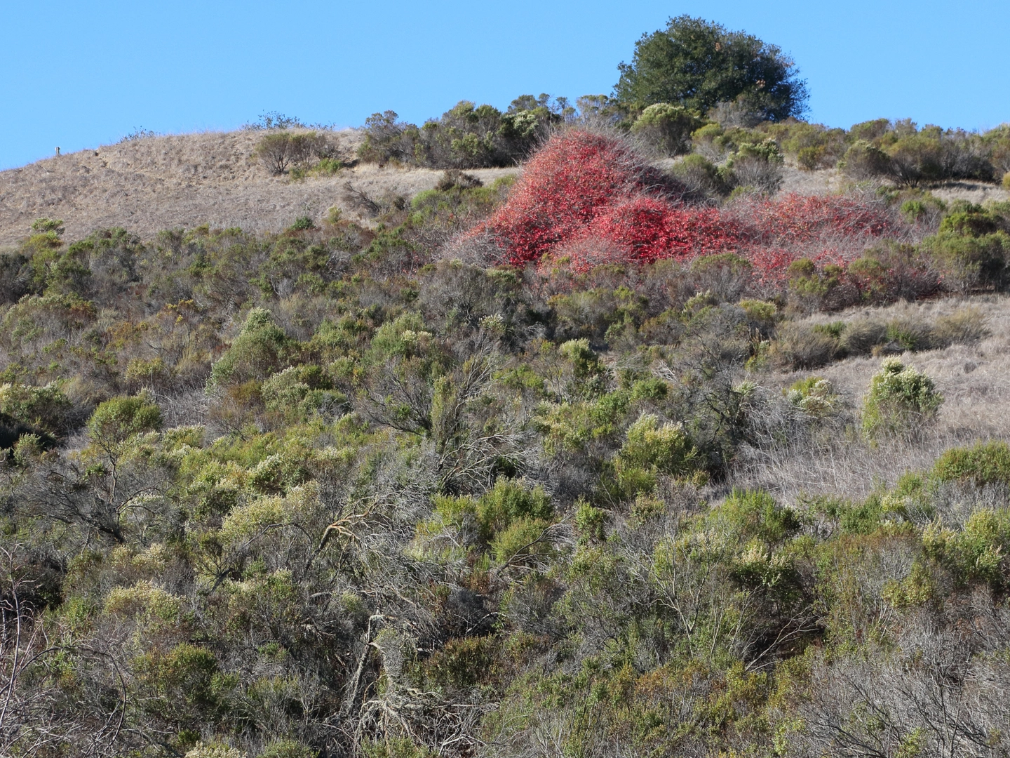 An image depicting the trail Rogue Valley - Chamise - Mora - Lower Meadow Loop Trail and its surrounding area.