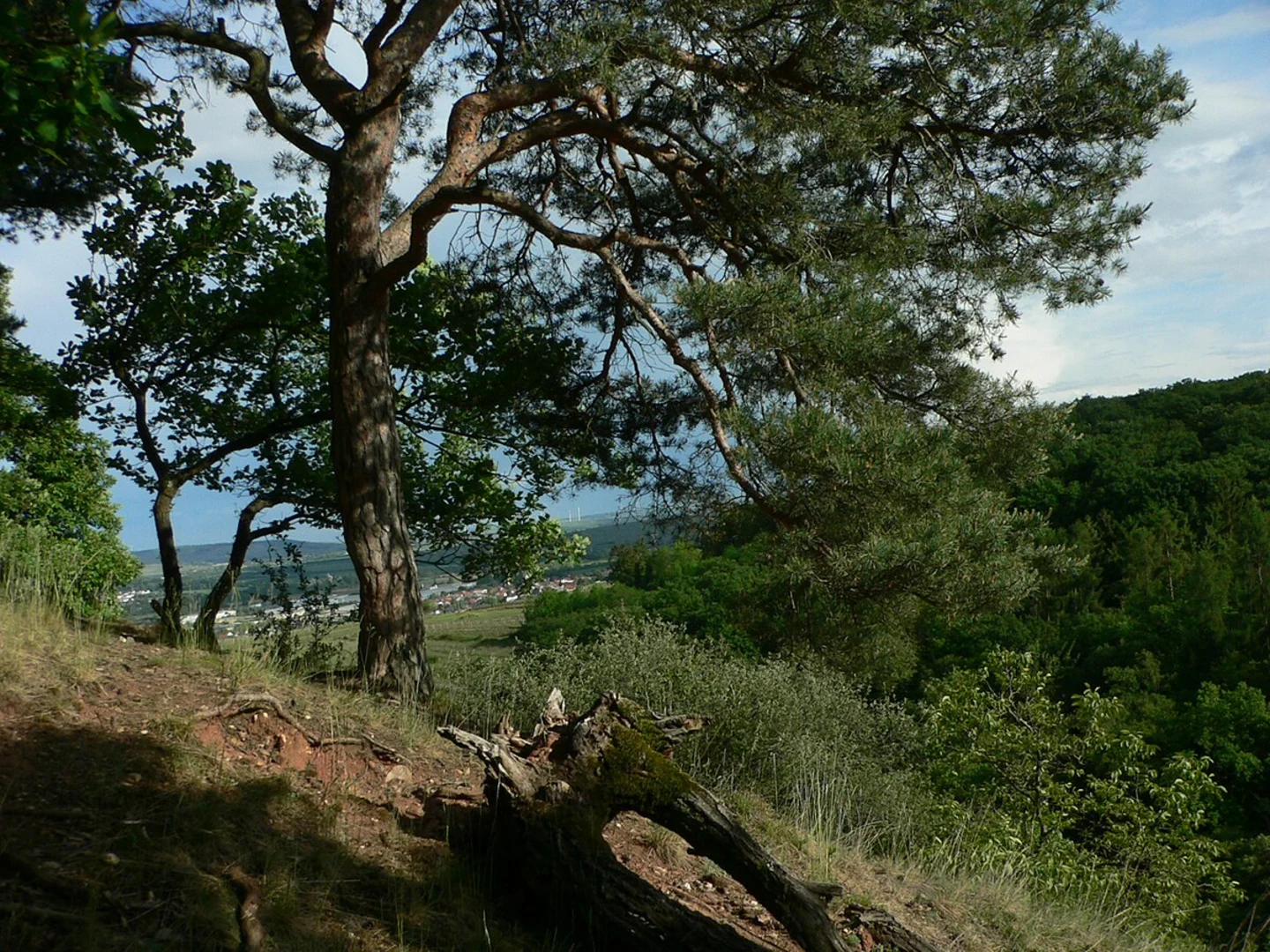An image depicting the trail Rundwanderweg Lindenblatt Loop and its surrounding area.