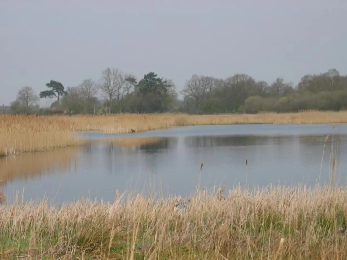 An image depicting the trail Redgrave and Lopham Fen Loop and its surrounding area.