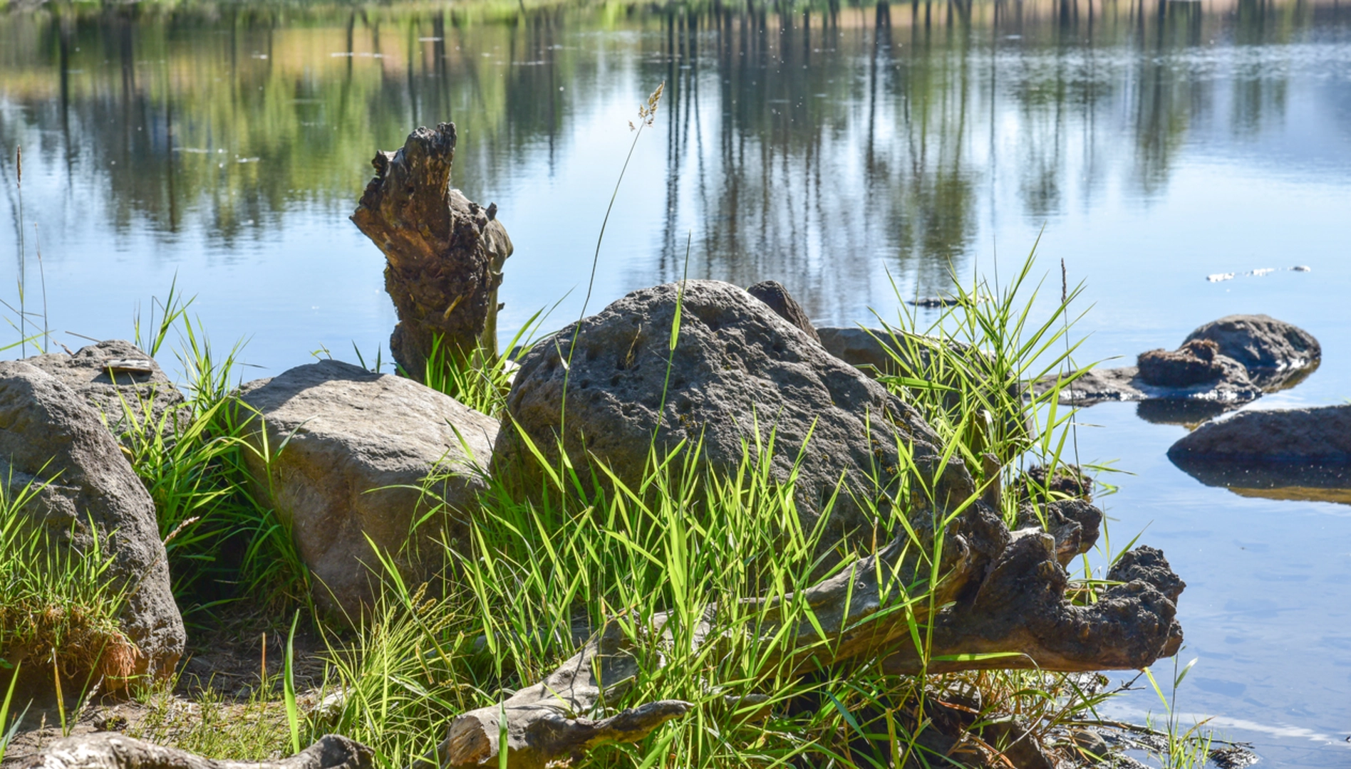 An image depicting the trail Scott Mountain via Benson Lake Trail and its surrounding area.